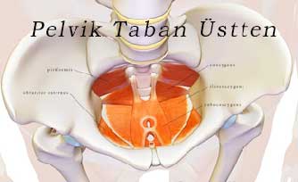 Pelvik Taban Üstten basurum